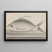 Histoire naturelle de Saint-Domingue Pl. 072 - René de Rabi — gerahmtes Bild an der Wand