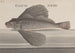 Naturgeschichte von Saint-Domingue Pl076 - René de Rabi — Ansicht des Kunstwerks