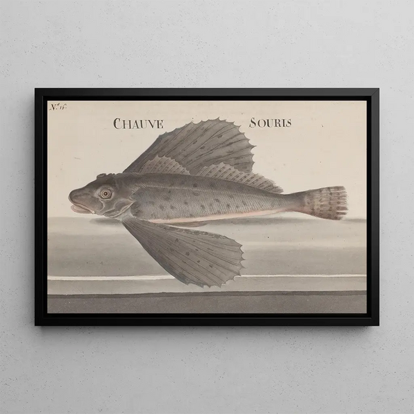 Histoire Naturelle de Saint-Domingue Pl076 - René de Rabi — quadro incorniciato alla parete
