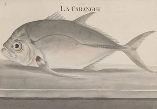 Ren de Rabi - Natural history of Saint Domingue Pl078.webp