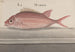 Naturgeschichte von Saint-Domingue Pl. 079 - René de Rabi — Ansicht des Kunstwerks