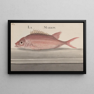 Ren de Rabi - Natural history of Saint Domingue Pl079.webp