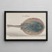 Naturgeschichte von Saint-Domingue Pl081 - René de Rabi — gerahmtes Bild an der Wand