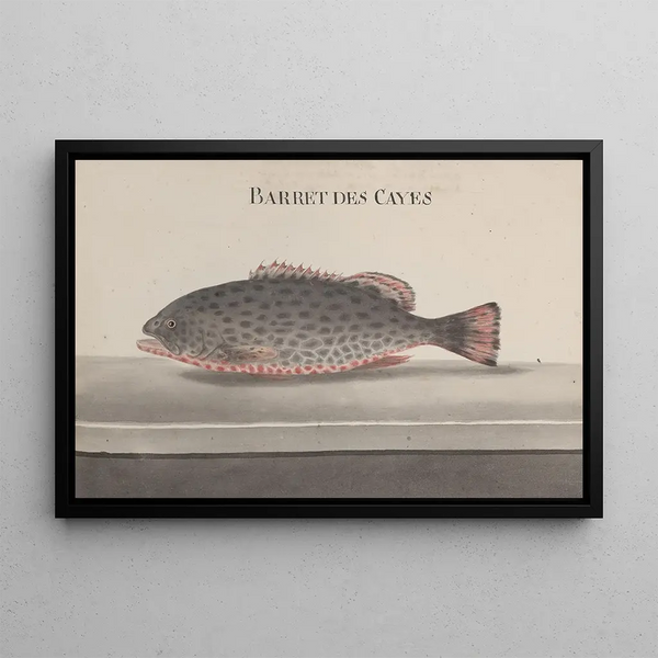 Storia naturale di Saint-Domingue Pl084 - René de Rabi — quadro incorniciato alla parete