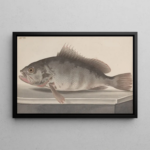 Storia naturale di Saint-Domingue Pl085 - René de Rabi — quadro incorniciato alla parete