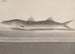 Naturgeschichte von Saint-Domingue Pl089 - René de Rabi — Ansicht des Kunstwerks