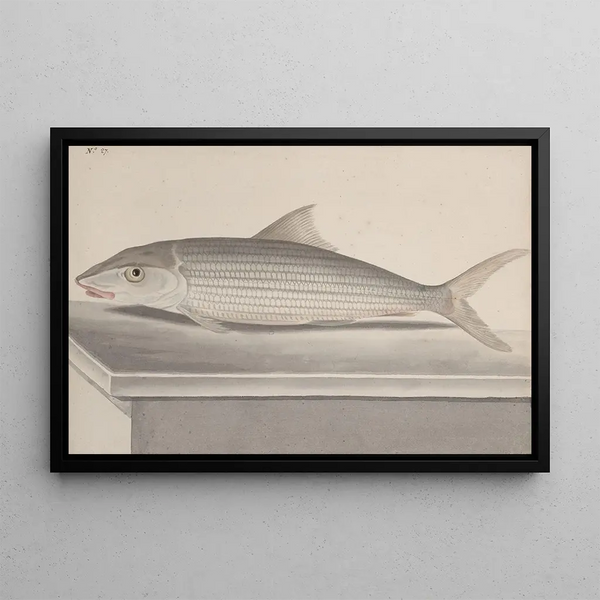 Storia naturale di Saint-Domingue Pl092 - René de Rabi — quadro incorniciato alla parete