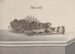 Naturgeschichte von Saint-Domingue Pl094 - René de Rabi — Ansicht des Kunstwerks