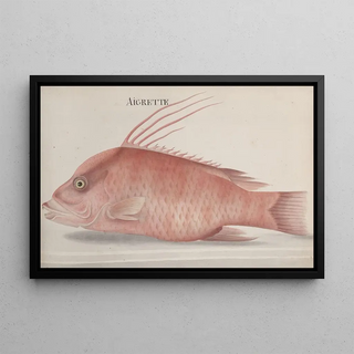 Ren de Rabi - Natural history of Saint Domingue Pl097.webp