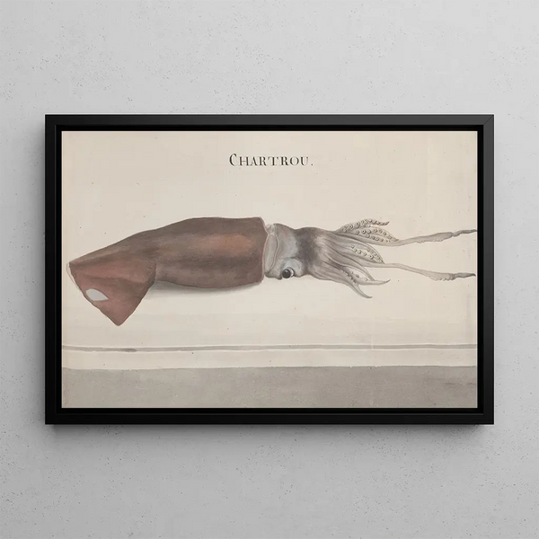 Storia naturale di Saint-Domingue Pl099 - René de Rabi — quadro incorniciato alla parete