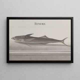Ren de Rabi - Natural history of Saint Domingue Pl103.webp