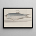 Histoire naturelle de Saint-Domingue, Pl. 105 - René de Rabi — gerahmtes Bild an der Wand