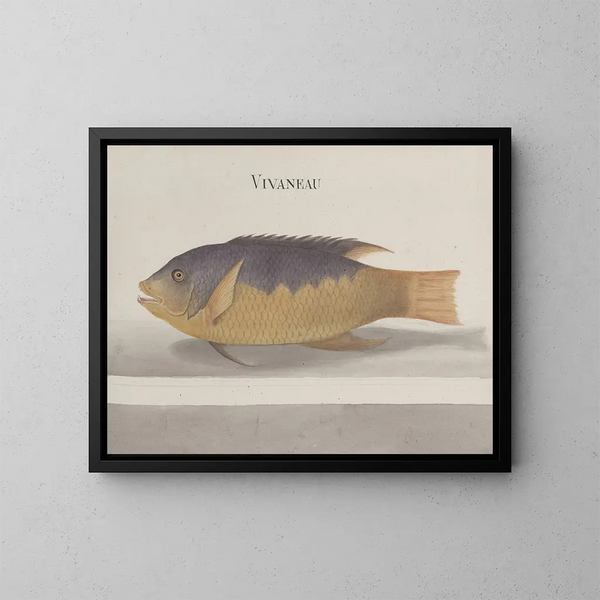 Histoire naturelle de Saint-Domingue Pl. 106 - René de Rabi — gerahmtes Bild an der Wand