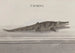 Storia naturale di Santo Domingo Pl117 - René de Rabi — vista dell’opera