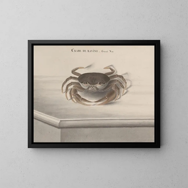 Naturgeschichte von Saint-Domingue Pl121 - René de Rabi — gerahmtes Bild an der Wand