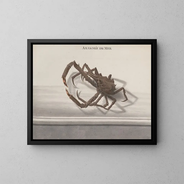 Naturgeschichte von Saint-Domingue Pl128 - René de Rabi — gerahmtes Bild an der Wand