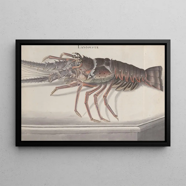Storia naturale di Saint-Domingue Pl133 - René de Rabi — quadro incorniciato alla parete