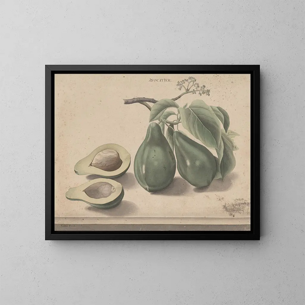 Naturgeschichte von Saint-Domingue Pl139 - René de Rabi — gerahmtes Bild an der Wand