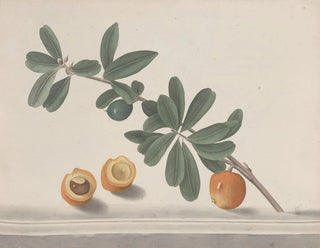 Ren de Rabi - Natural history of Saint Domingue Pl146.webp