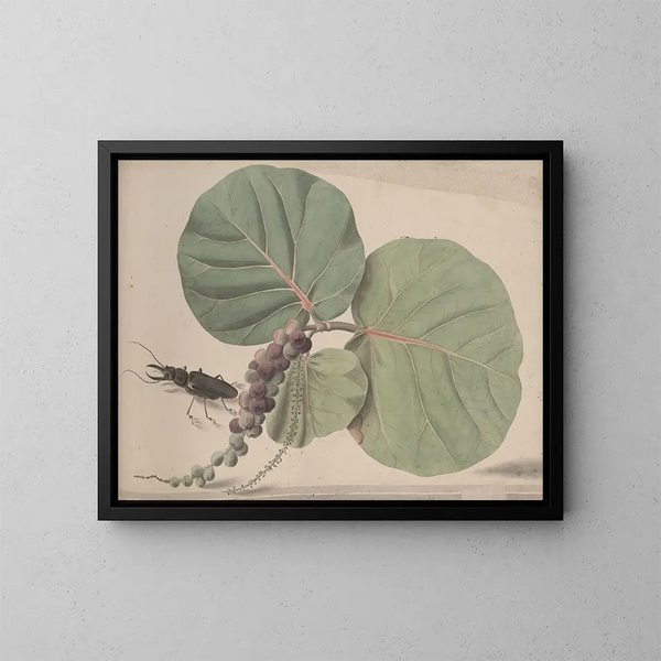 Storia naturale di Saint-Domingue Pl166 - René de Rabi — quadro incorniciato alla parete