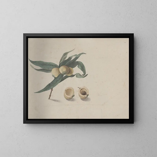 Storia naturale di Saint-Domingue Pl167 - René de Rabi — quadro incorniciato alla parete