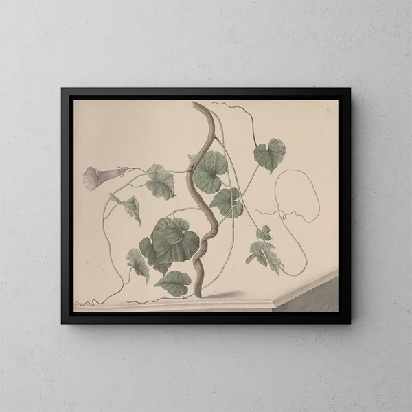 Storia naturale di Saint-Domingue Pl168 - René de Rabi — quadro incorniciato alla parete