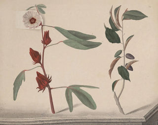 Ren de Rabi - Natural history of Saint Domingue Pl170.webp
