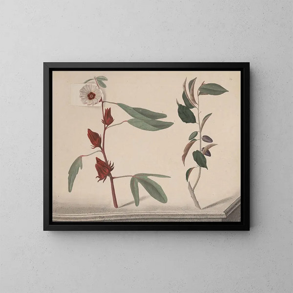 Storia naturale di Saint-Domingue Pl170 - René de Rabi — quadro incorniciato alla parete