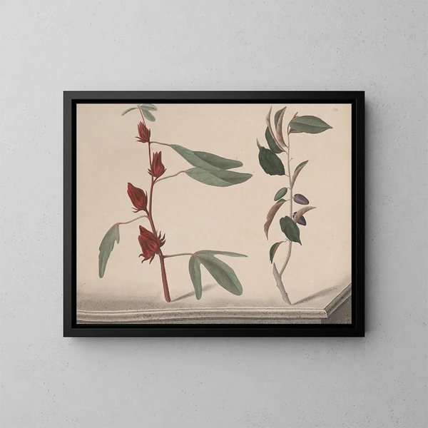 Storia naturale di Saint-Domingue Pl171 - René de Rabi — quadro incorniciato alla parete