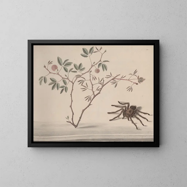 Storia naturale di Saint-Domingue Pl175 - René de Rabi — quadro incorniciato alla parete