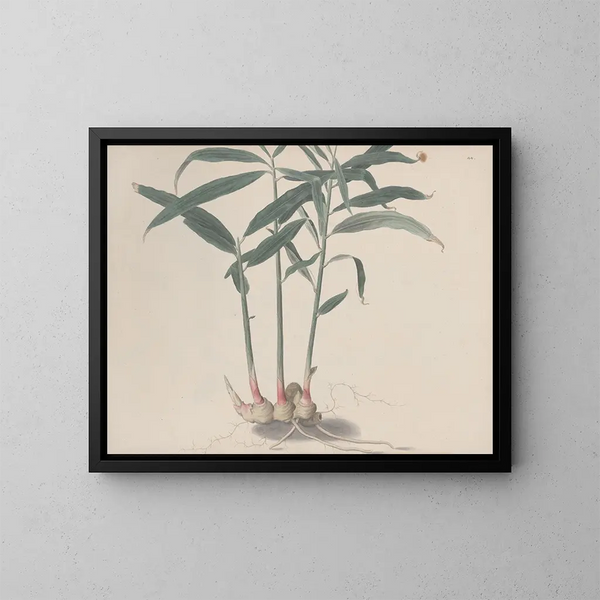 Storia naturale di Saint-Domingue Pl176 - René de Rabi — quadro incorniciato alla parete
