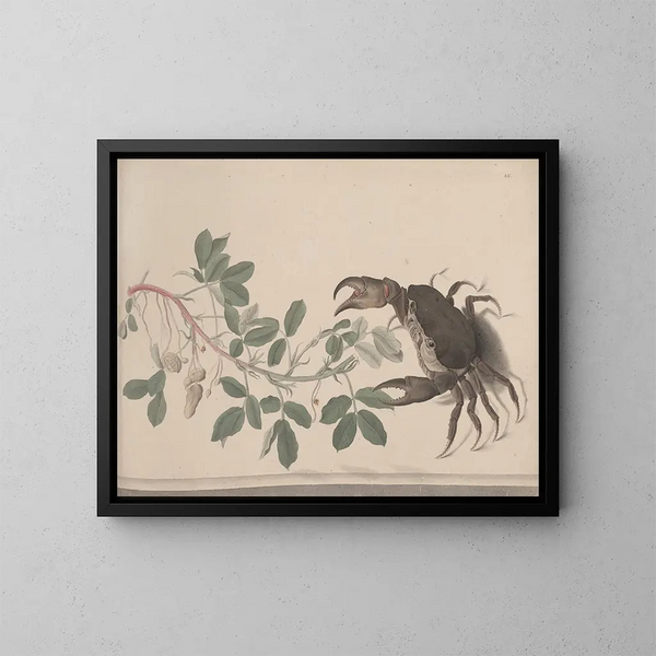 Storia naturale di Saint-Domingue Pl. 177 - René de Rabi — quadro incorniciato alla parete