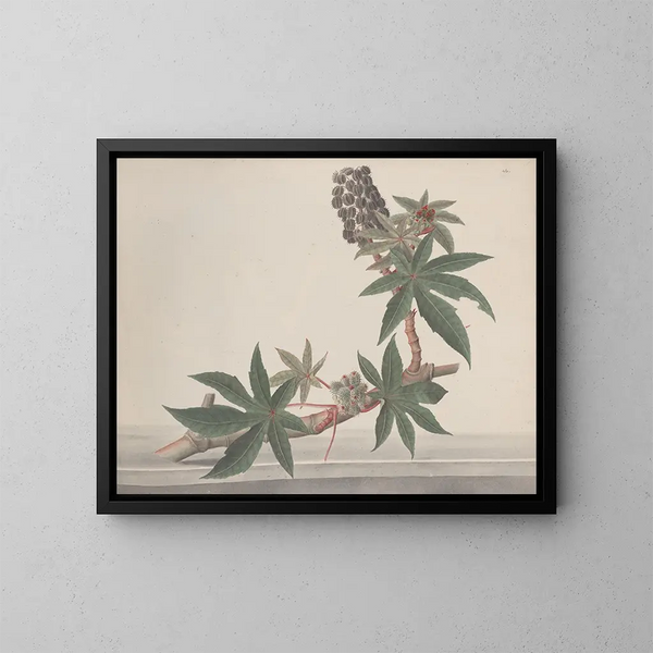 Storia naturale di Saint-Domingue Pl178 - René de Rabi — quadro incorniciato alla parete