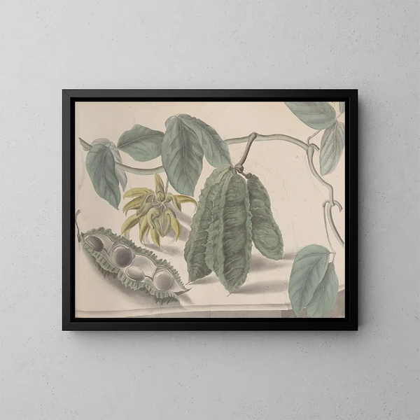Storia naturale di Saint-Domingue Pl179 - René de Rabi — quadro incorniciato alla parete