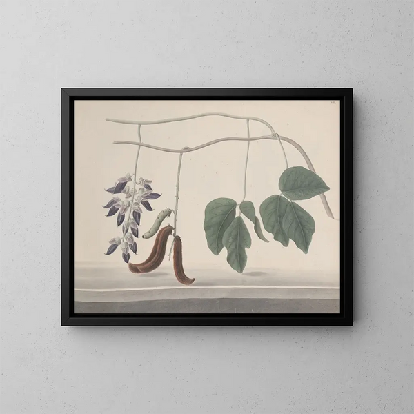 Storia naturale di Saint-Domingue Pl180 - René de Rabi — quadro incorniciato alla parete