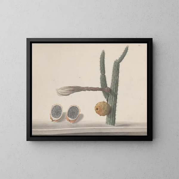 Storia naturale di Saint-Domingue Pl182 - René de Rabi — quadro incorniciato alla parete