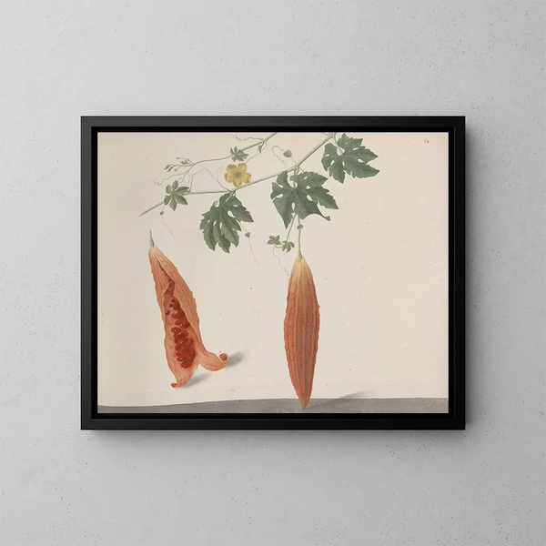 Storia naturale di Saint-Domingue Pl185 - René de Rabi — quadro incorniciato alla parete