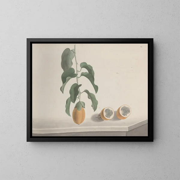 Storia naturale di Saint-Domingue Pl186 - René de Rabi — quadro incorniciato alla parete