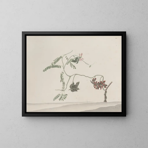 Storia naturale di Saint-Domingue Pl188 - René de Rabi — quadro incorniciato alla parete
