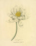 Lotus ägyptisch - Richard Duppa — Ansicht des Kunstwerks