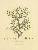 Loto libico — Richard Duppa — arbusto spinoso con foglie, fiori e frutti
