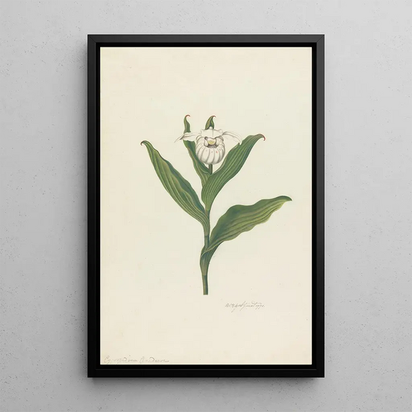 Sabot de Vénus Cypripedium Canadense Calceolus Maria - Robert Blyth — framed artwork on a wall