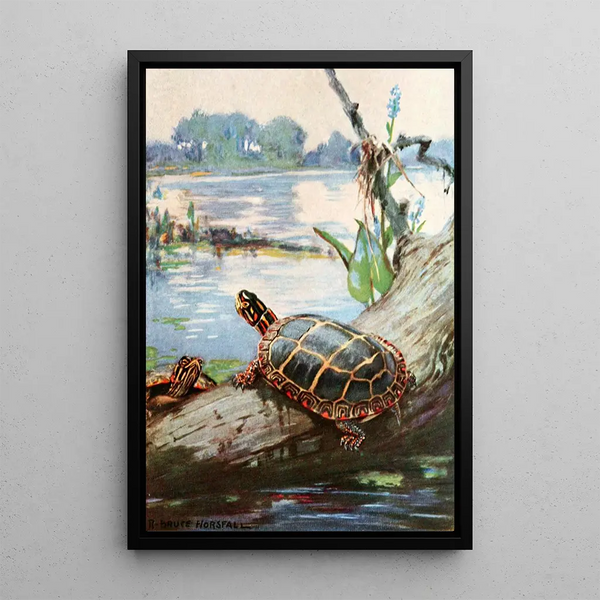 The Painted Turtle - Robert Bruce Horsfall — framed artwork on a wall