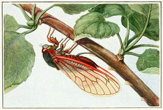 Robert Evans Snodgrass - Periodical Cicada.webp