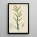 Aloe dichotoma Masson, quiver tree or Kokerboom - Robert Jacob Gordon — framed artwork on a wall