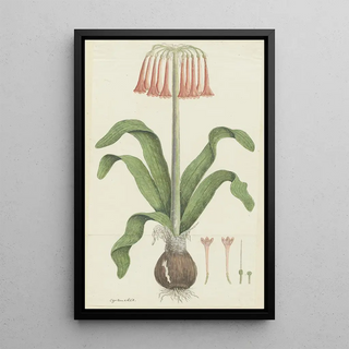 Robert Jacob Gordon - Cyrtanthus carneus Lindl Sandlily.webp