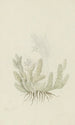 Duvalia caespitosa Masson, asclepiad of Haw - Robert Jacob Gordon — artwork view