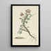 Geranium spinosum - Robert Jacob Gordon — quadro incorniciato alla parete