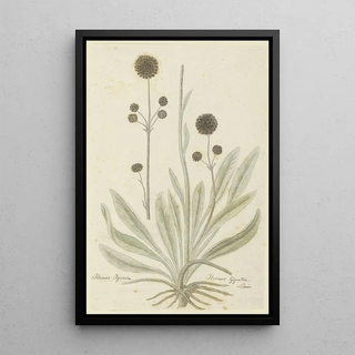 Robert Jacob Gordon - Hermas igniaria of Hermas gigantea Tontelblaar.webp