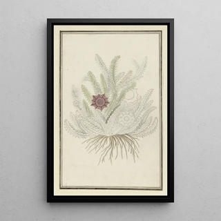 Robert Jacob Gordon - Huernia guttata Masson Haw Stapelia guttata.webp